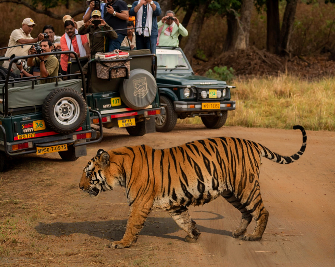 4 Nights / 5 Days Kanha & Pench Tour Package ( 2 Gypsy Safari)
