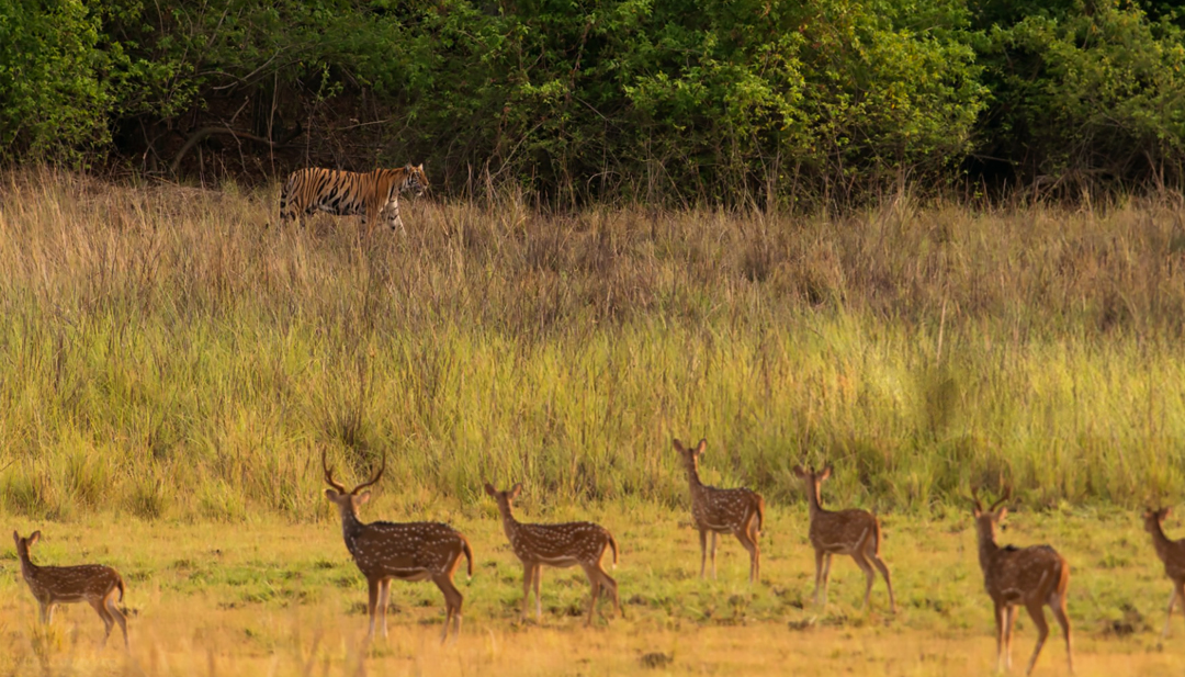 Kanha Zone