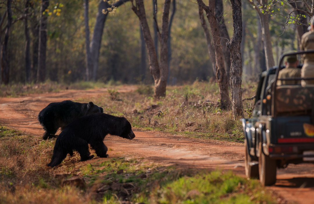 Kanha Zone