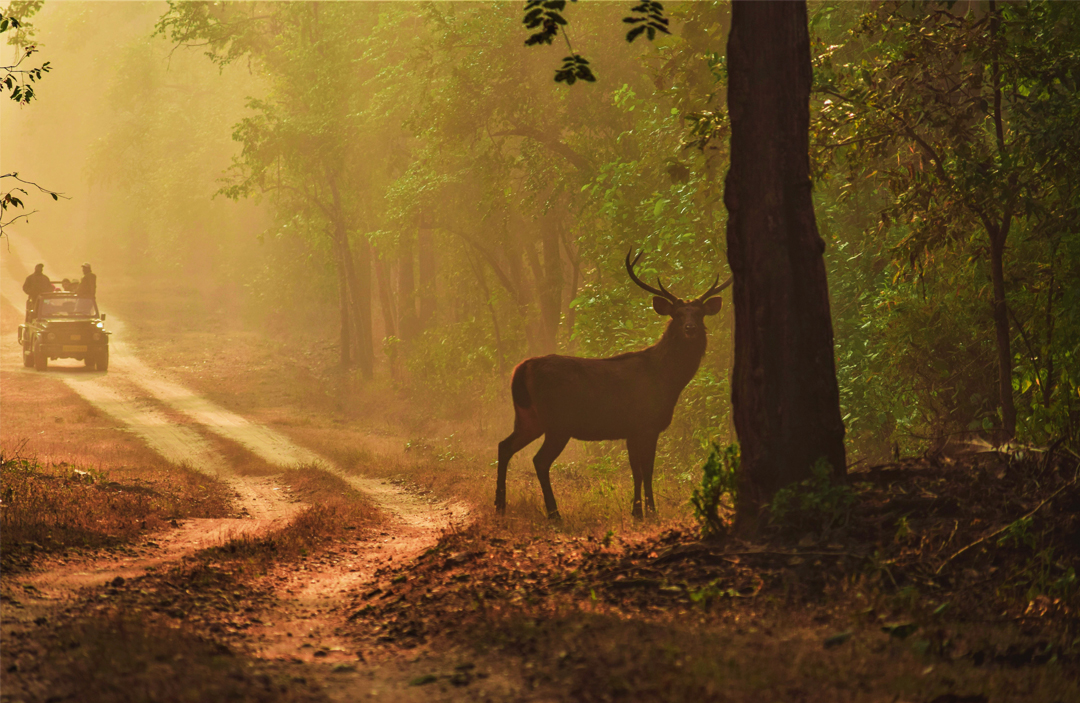Kanha Zone