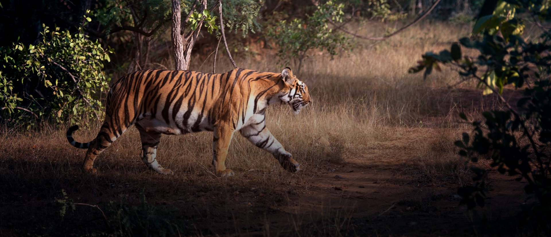 Kanha Tiger