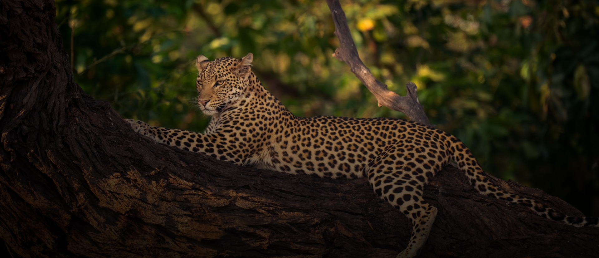 Kanha Leopard