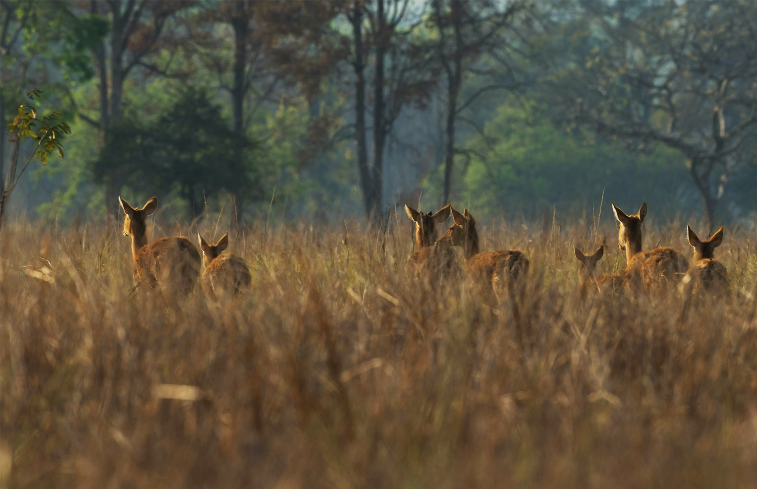 Kanha Sleeping Leopard