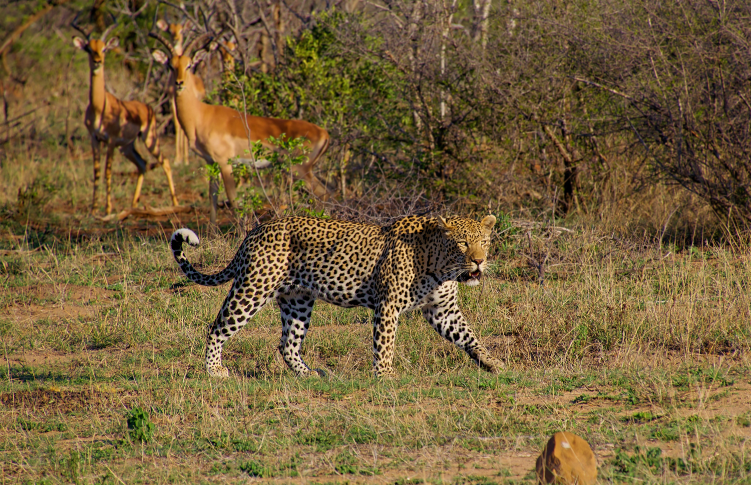 Kanha Hunting Tiger 