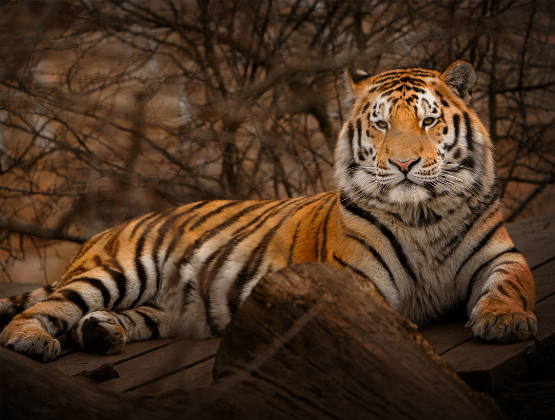 bandhavgarh National Park