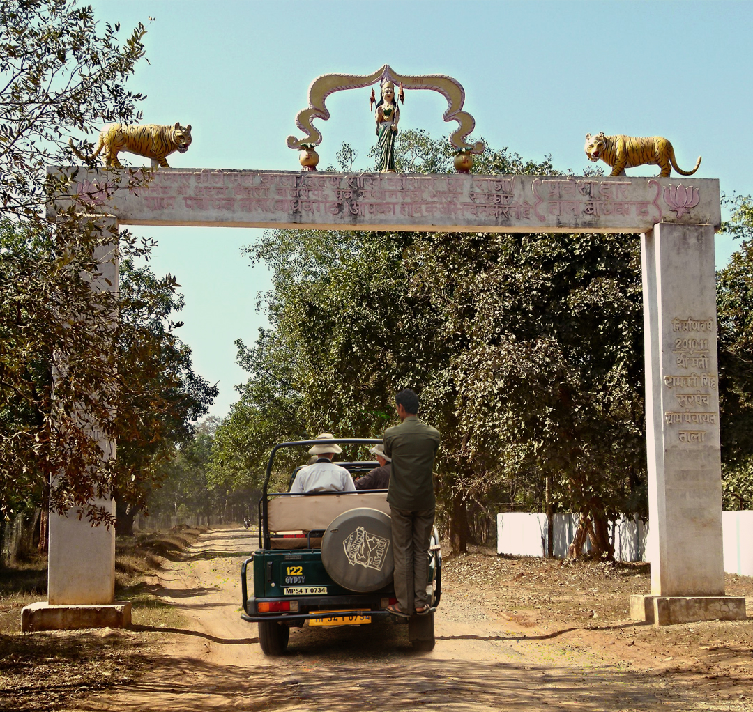 Safari