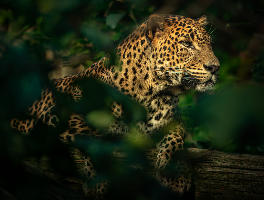 Panna National Park