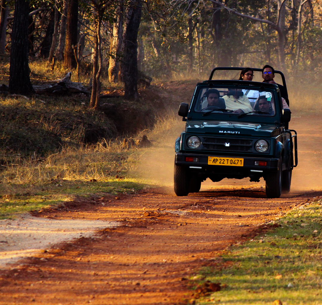Gypsy Safari