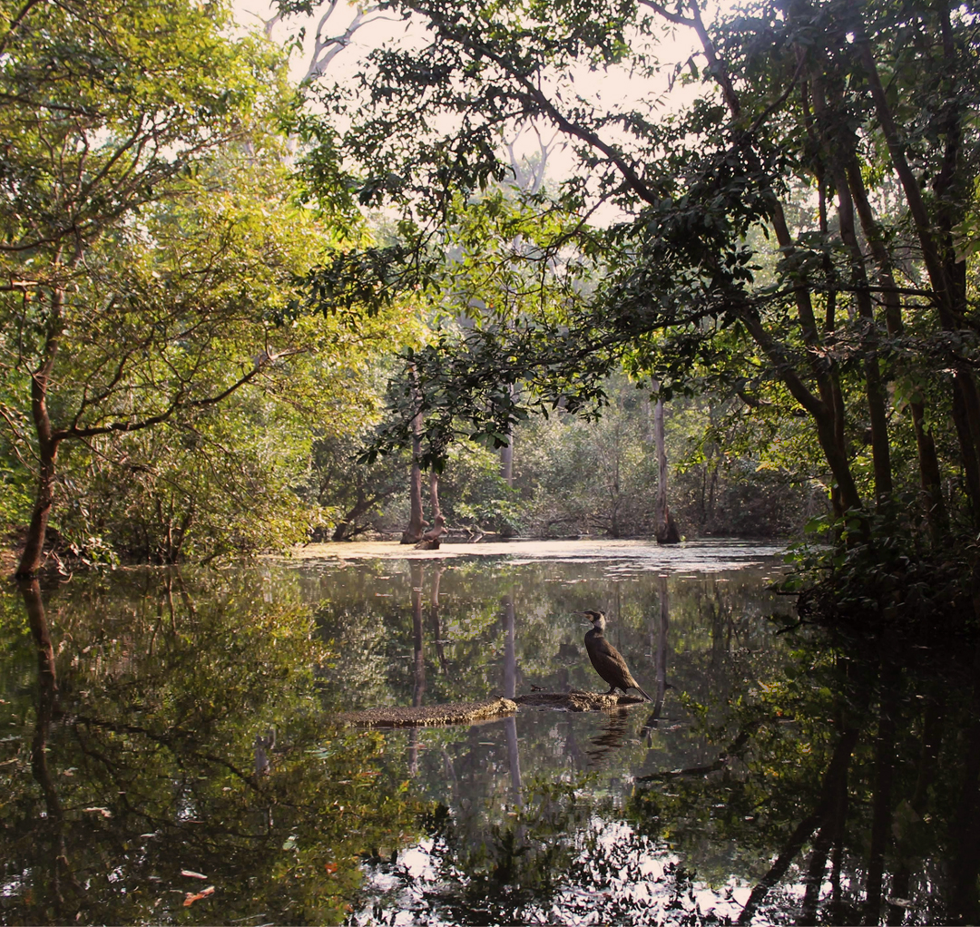 Ken Gharial Sanctuary