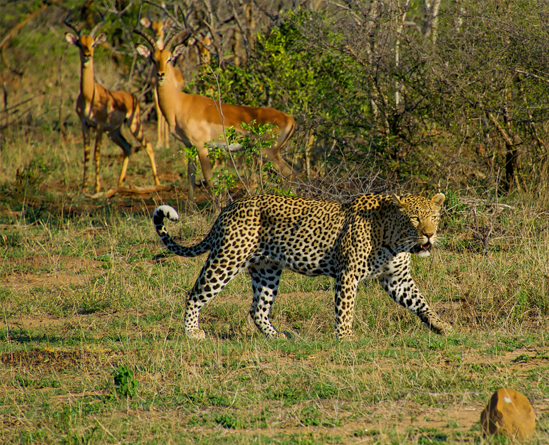 Panna 1 Night 2 Days Tour Package