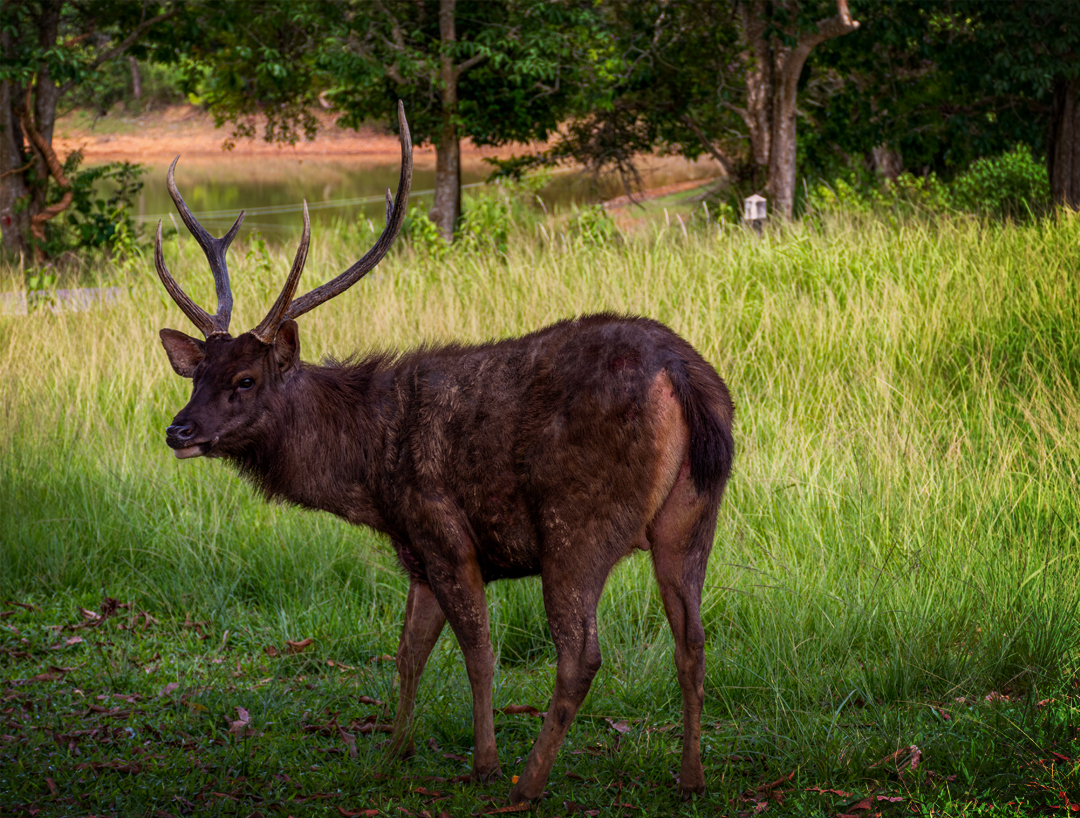 pench National Park