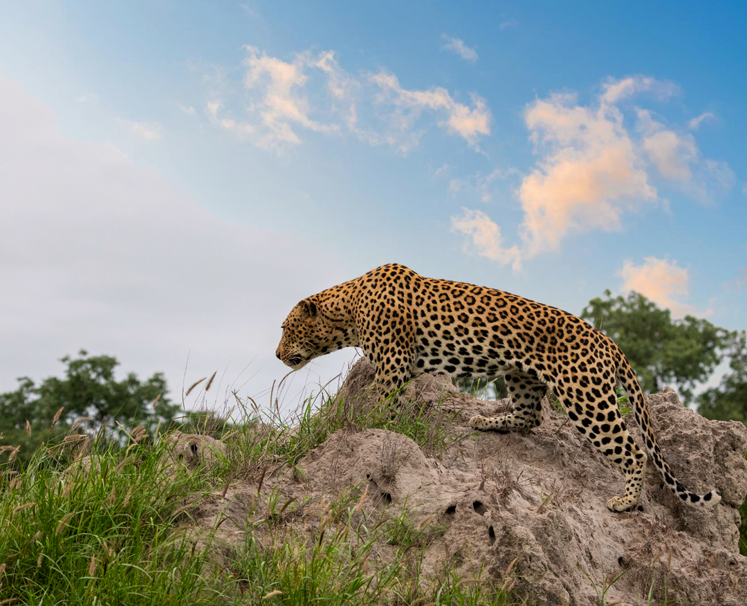 pench Tour Packages