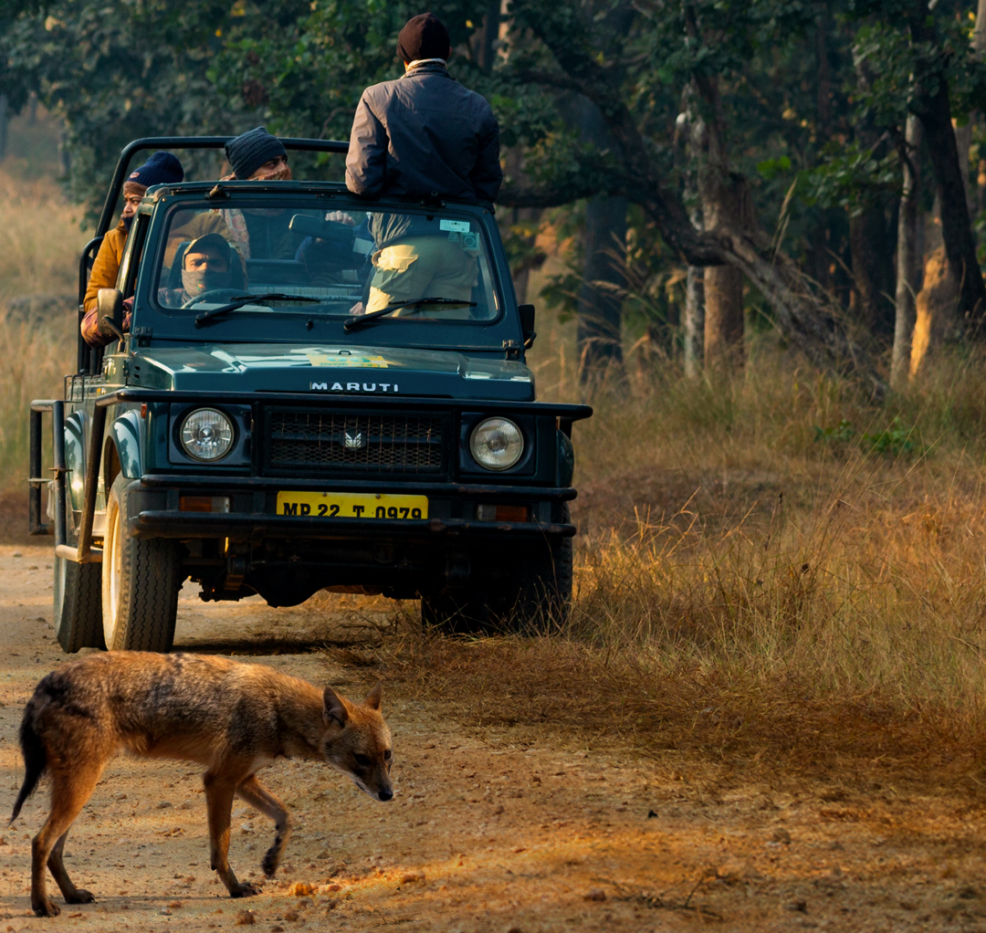 Gypsy Safari